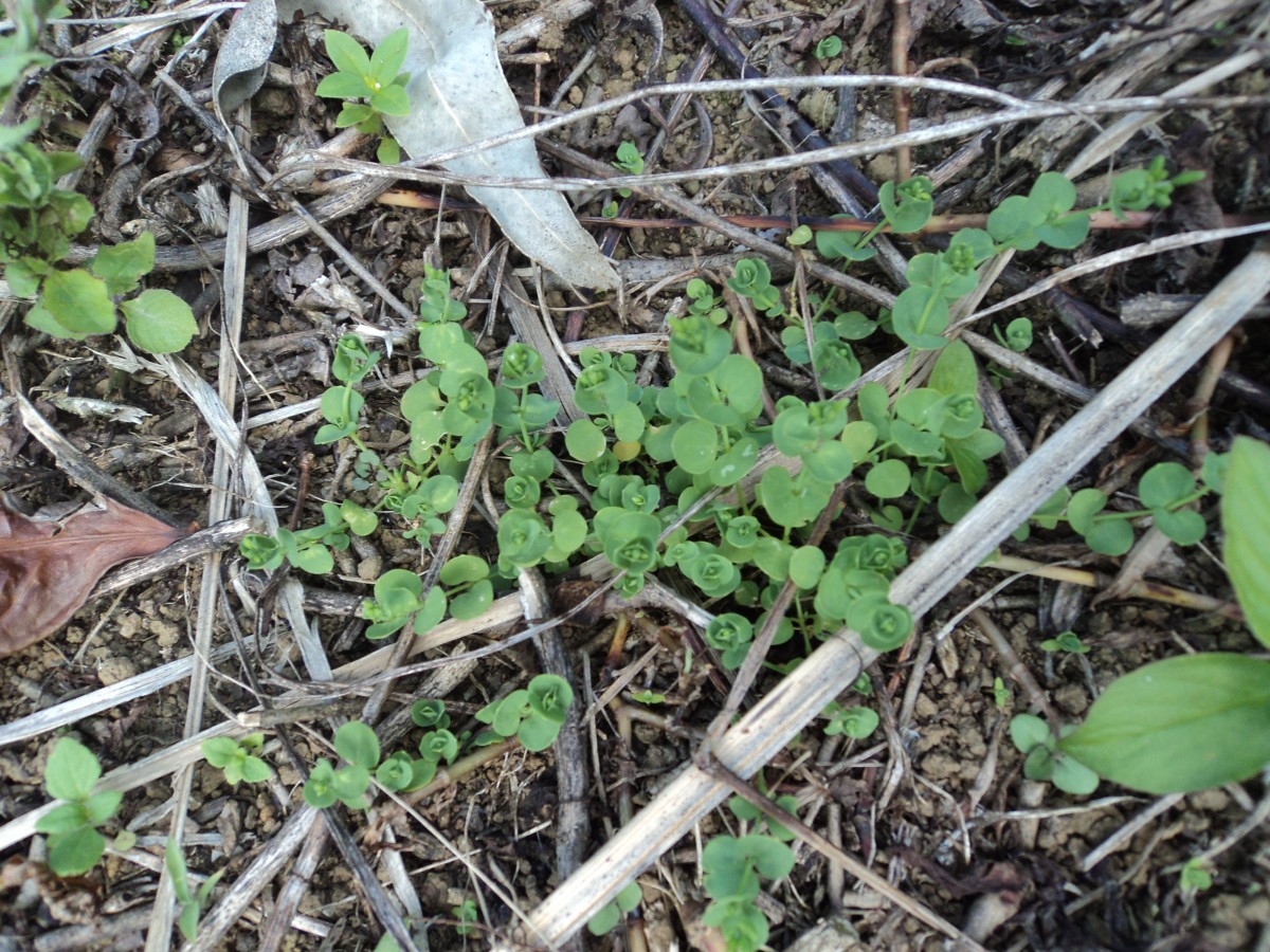 Drymaria cordata (L.) Willd. ex Schult.